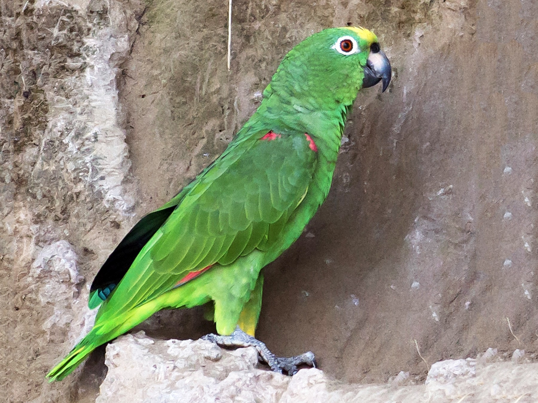 Yellow Crowned Amazon Parrot