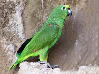  - Yellow-crowned Parrot