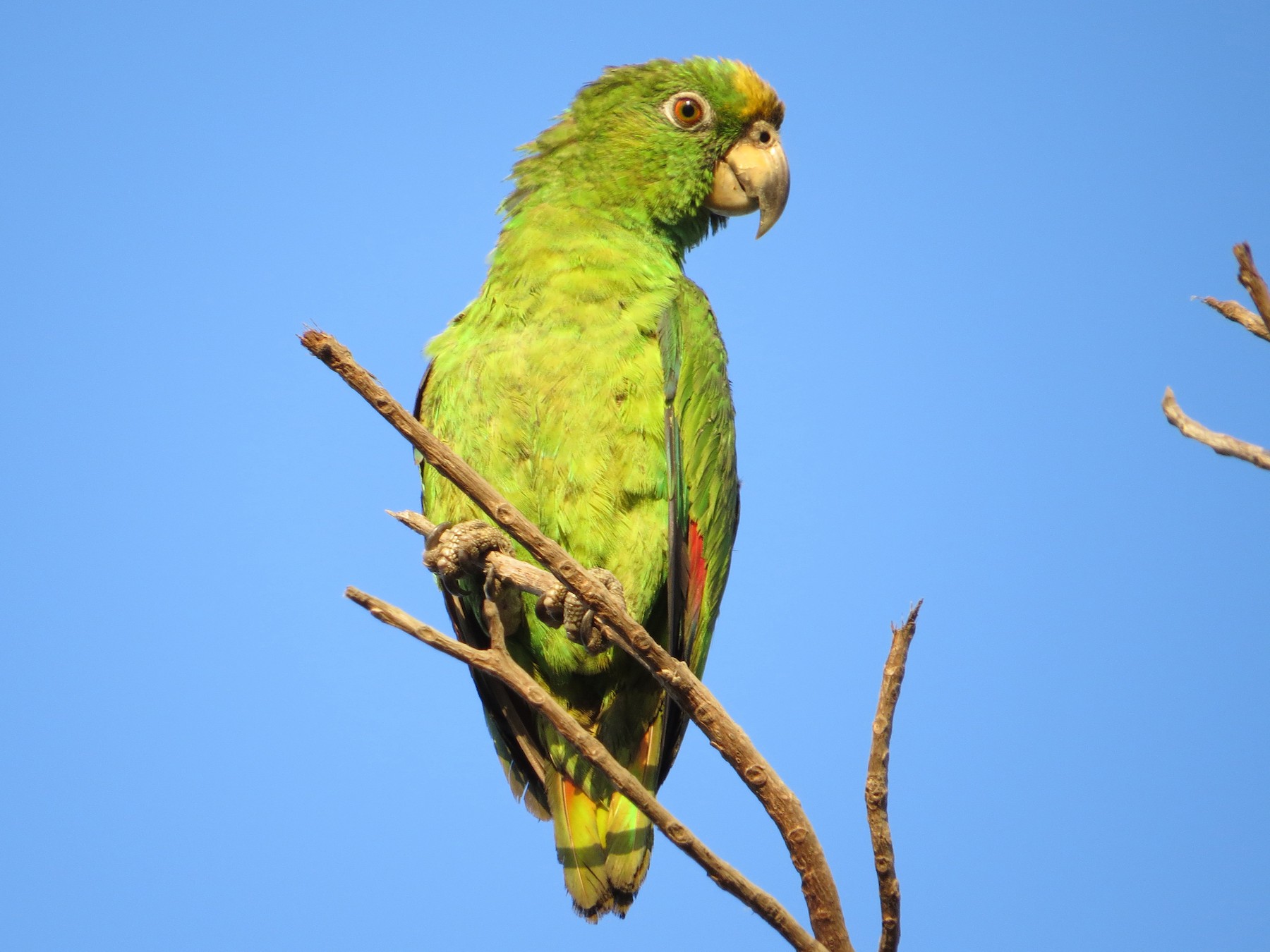 Yellow-crowned Parrot - Mark Goodwin