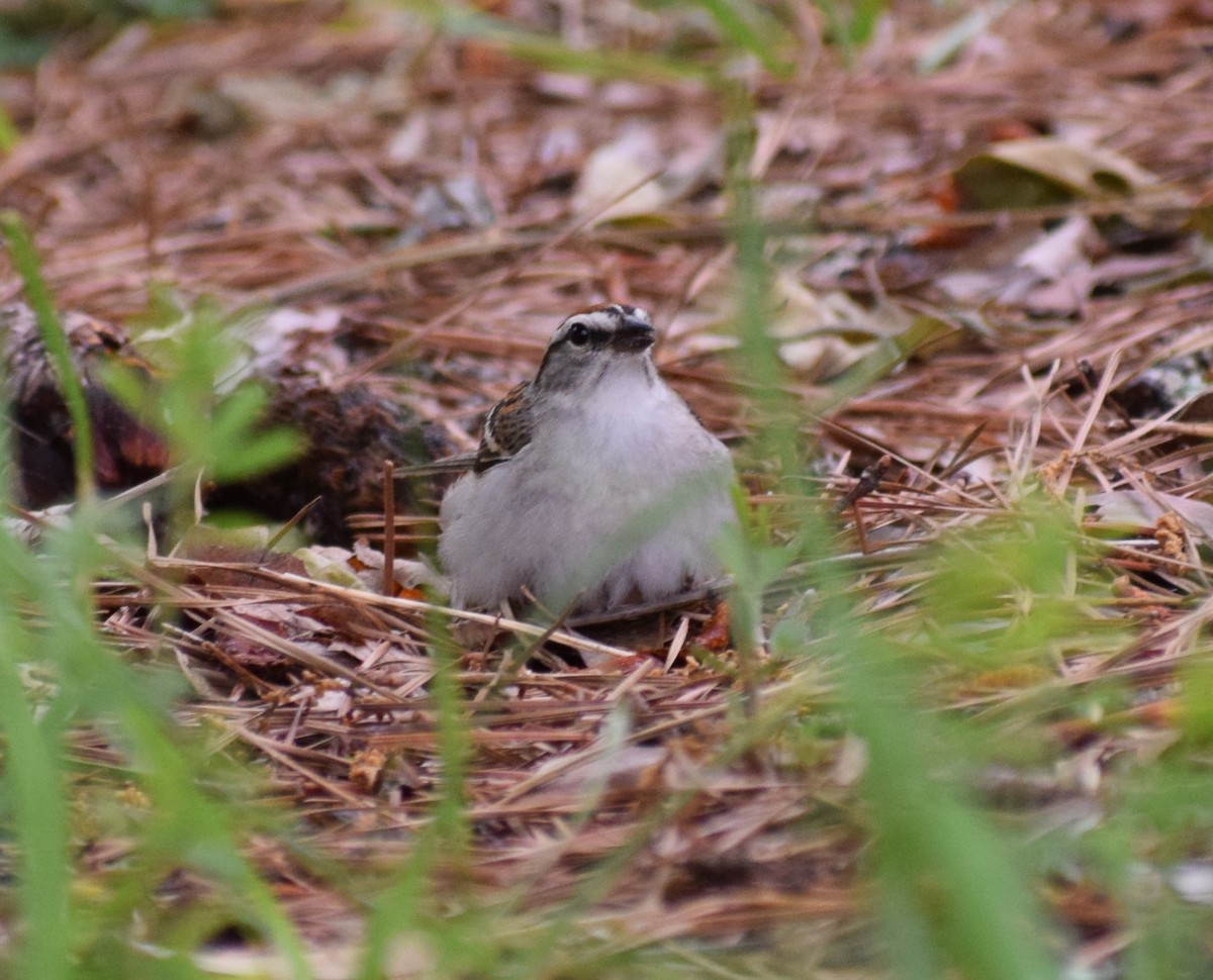 Chipping Sparrow - ML568970321
