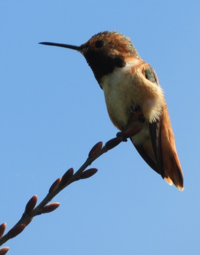 Allen's Hummingbird - Carol Furutani