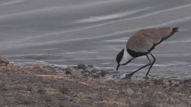 Spur-winged Lapwing - ML568973691
