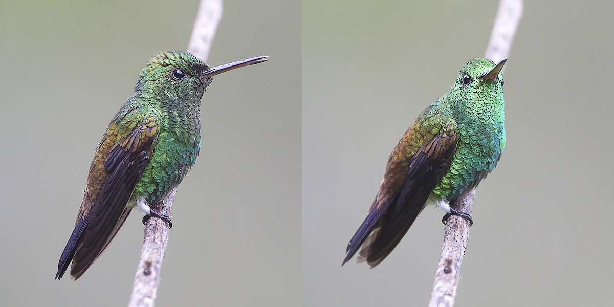 kolibřík měděnořitý - ML56897611