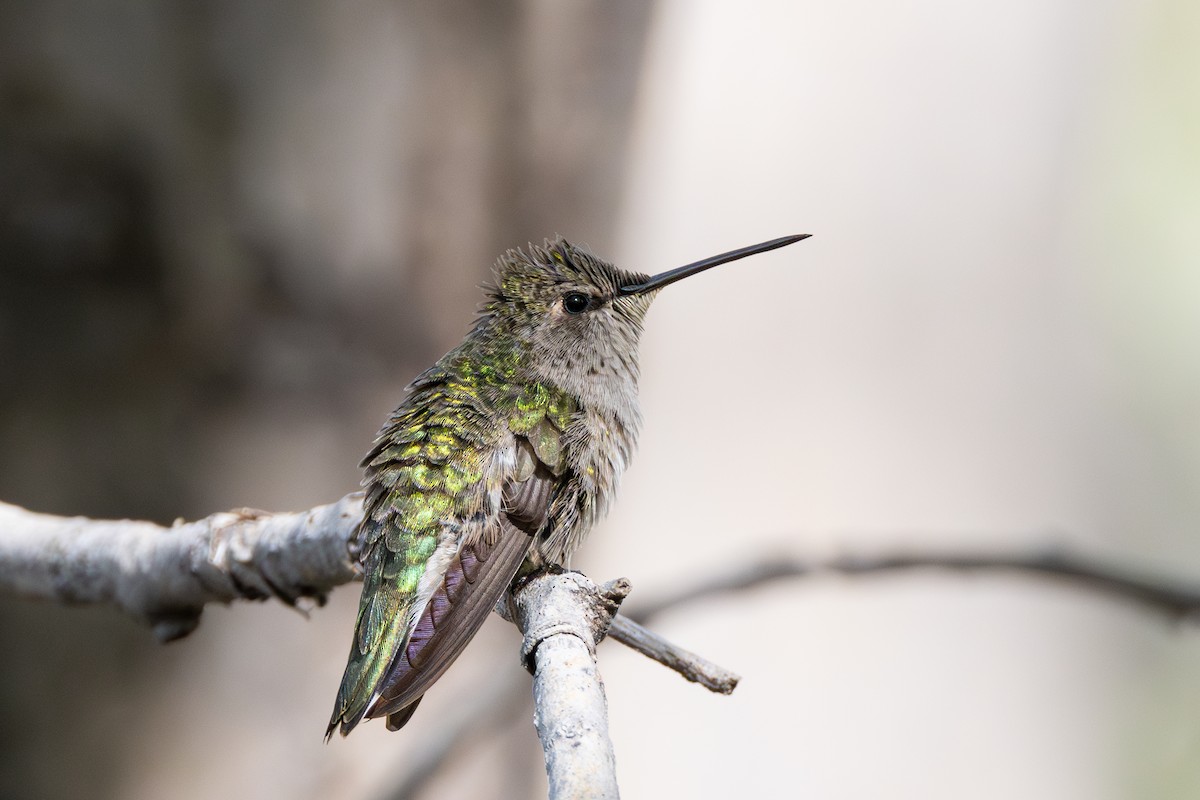 Broad-tailed Hummingbird - ML568977431