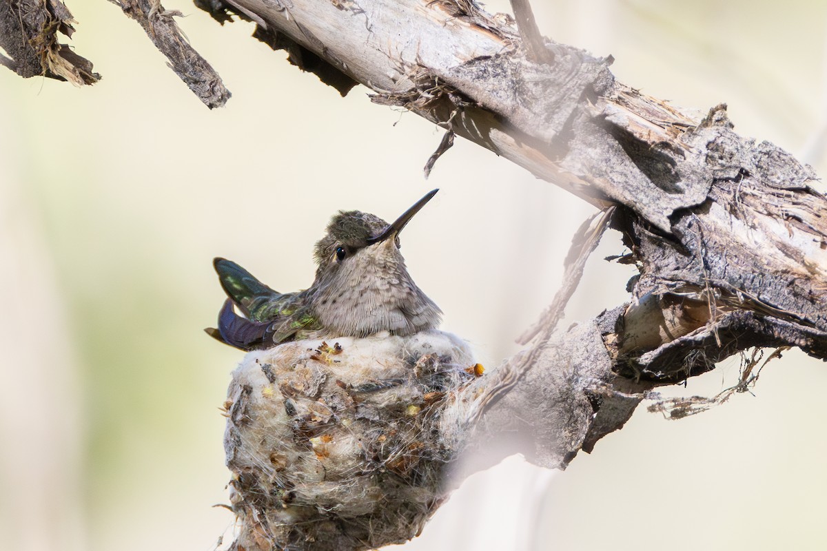 Broad-tailed Hummingbird - ML568977441