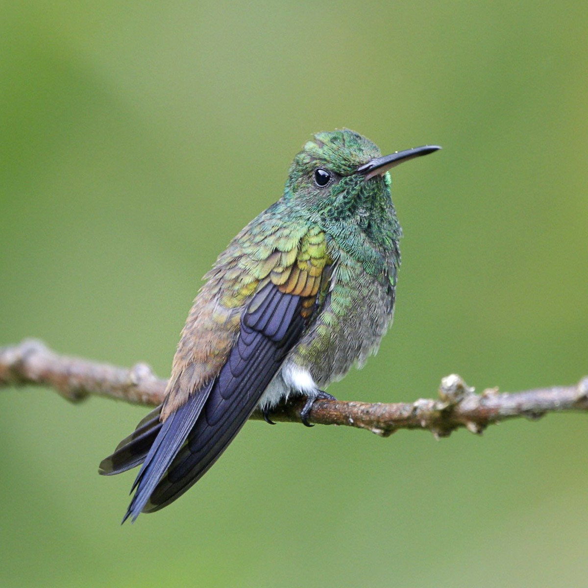 kolibřík měděnořitý - ML56897821