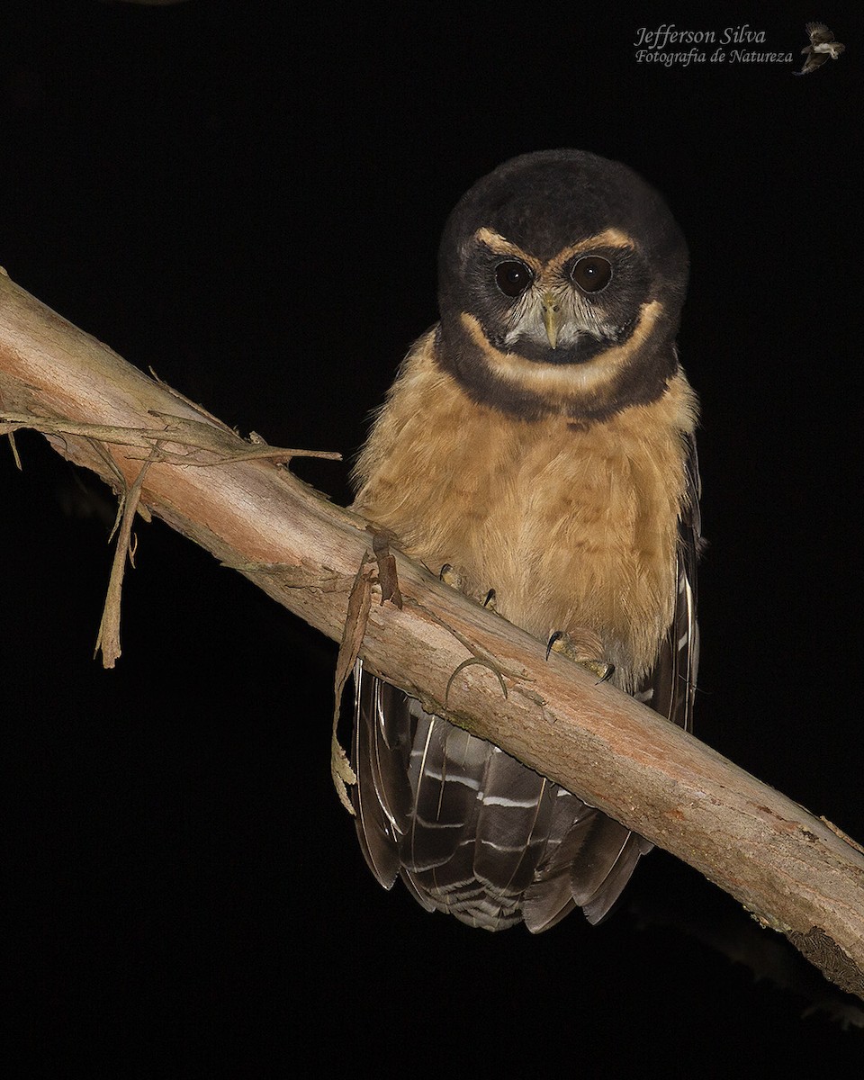 Tawny-browed Owl - ML568979361