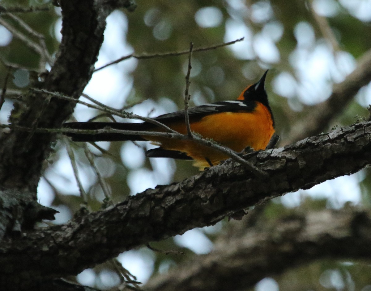 Hooded Oriole - River Ahlquist