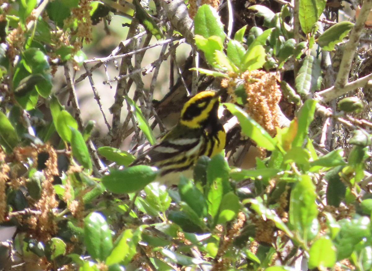Townsend's Warbler - The Spotting Twohees