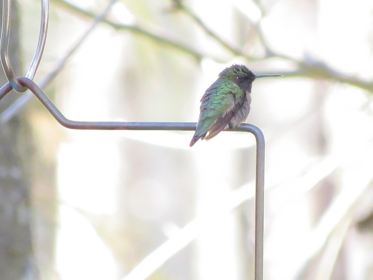 Ruby-throated Hummingbird - ML568984441