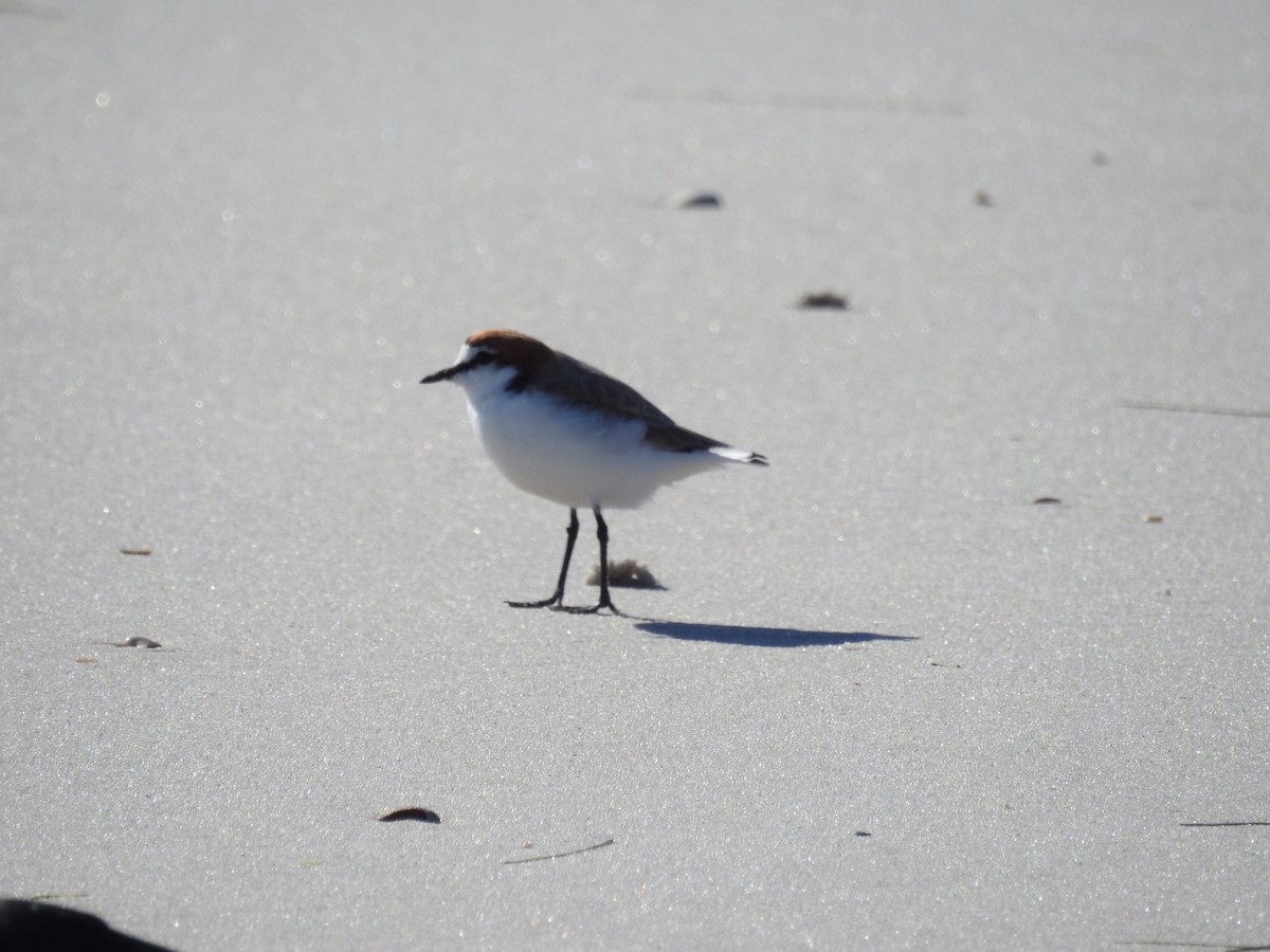 Red-capped Plover - ML568987701