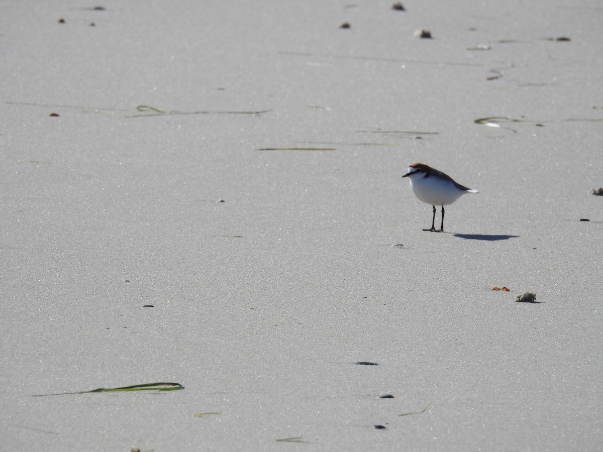 Red-capped Plover - ML568987711
