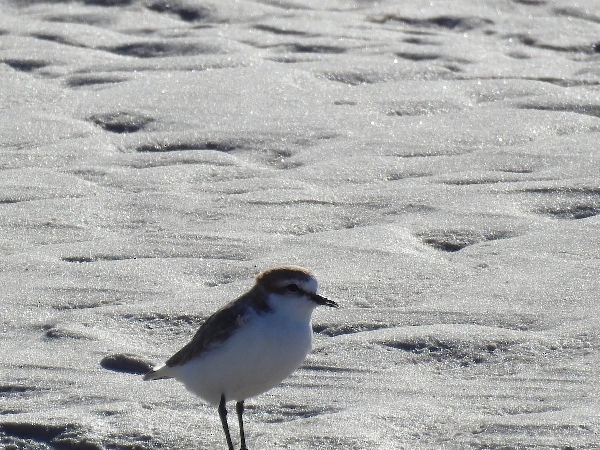 Red-capped Plover - ML568987721