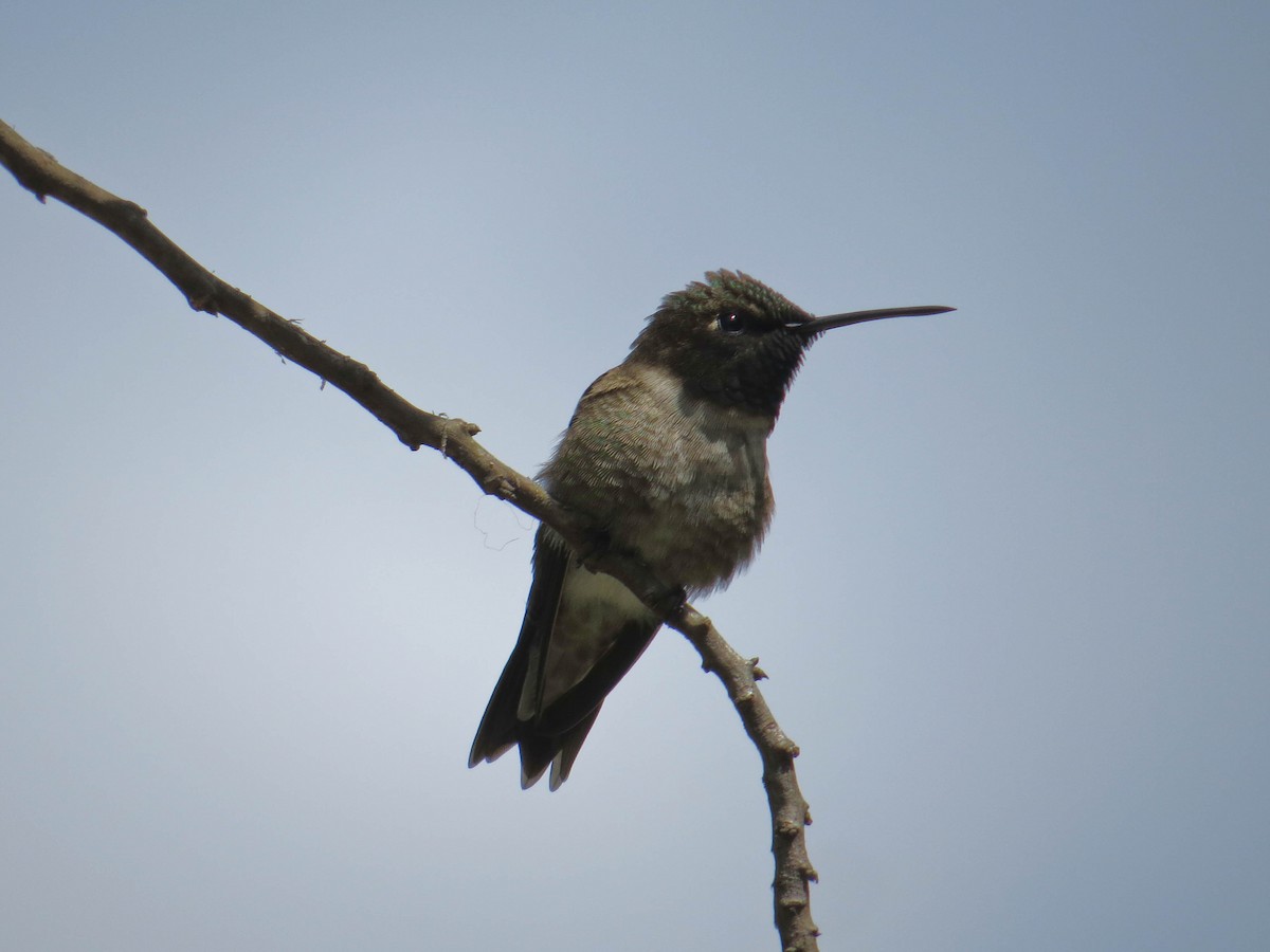 Black-chinned Hummingbird - ML568987831