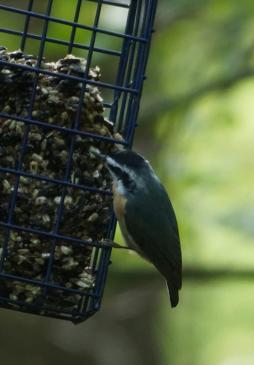 Red-breasted Nuthatch - ML568988181