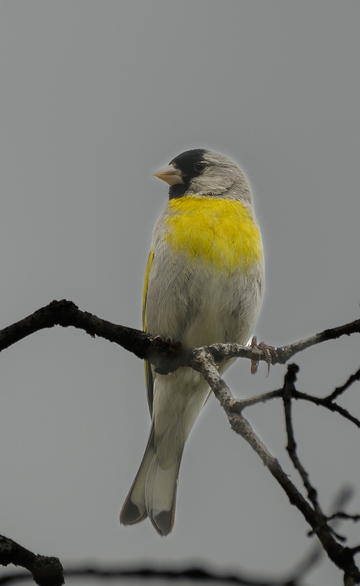 Lawrence's Goldfinch - ML568995851