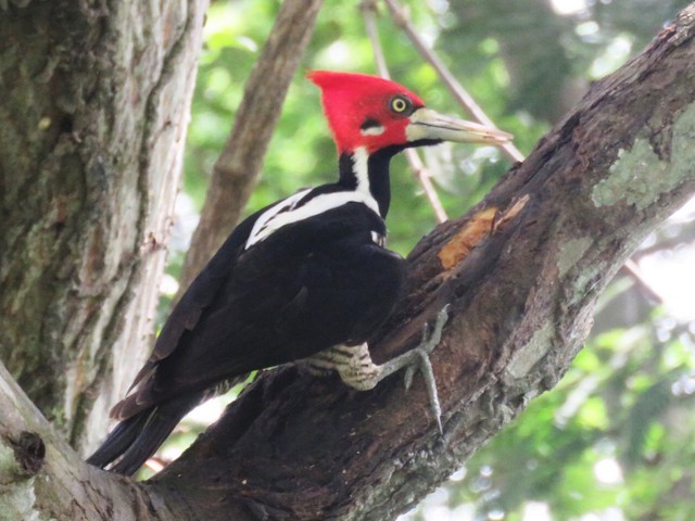 Male - Crimson-crested Woodpecker - 
