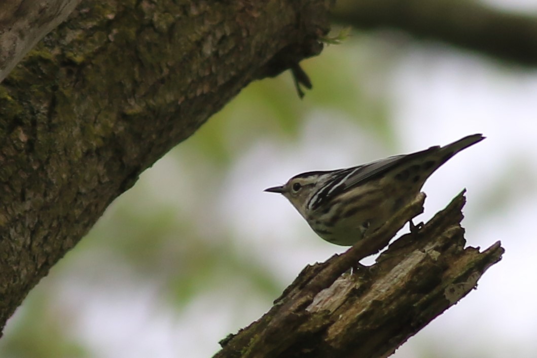 Black-and-white Warbler - ML568996781