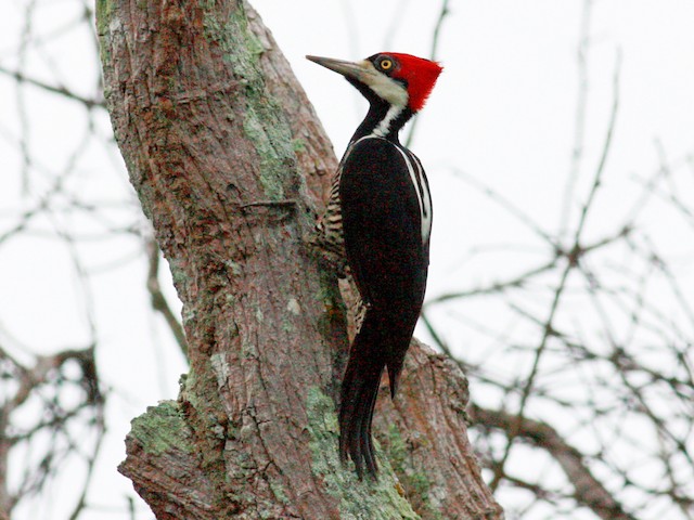 Female - Crimson-crested Woodpecker - 
