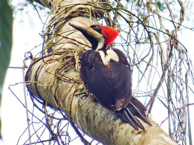 Female - Crimson-crested Woodpecker - 