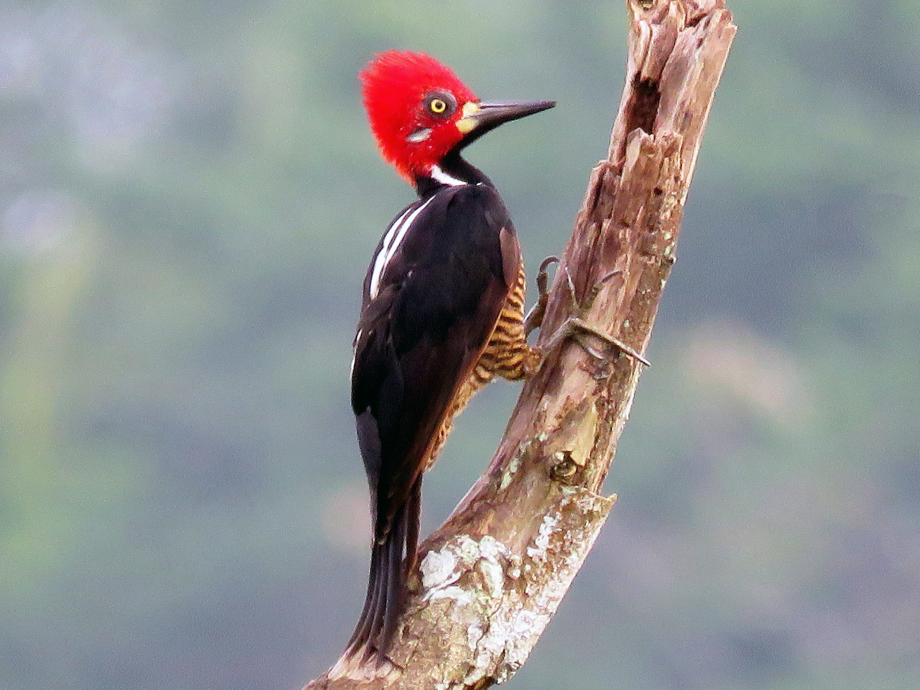 Pájaro Carpintero Cabeza Puntiaguda Pequeños Raros Extraños - Temu