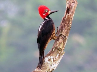  - Crimson-crested Woodpecker