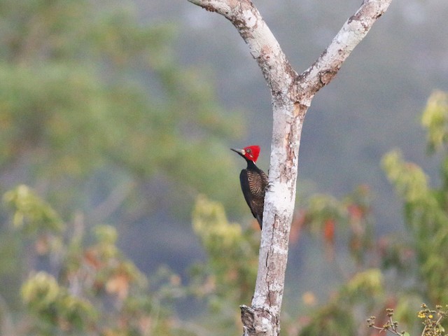 Male - Crimson-crested Woodpecker - 