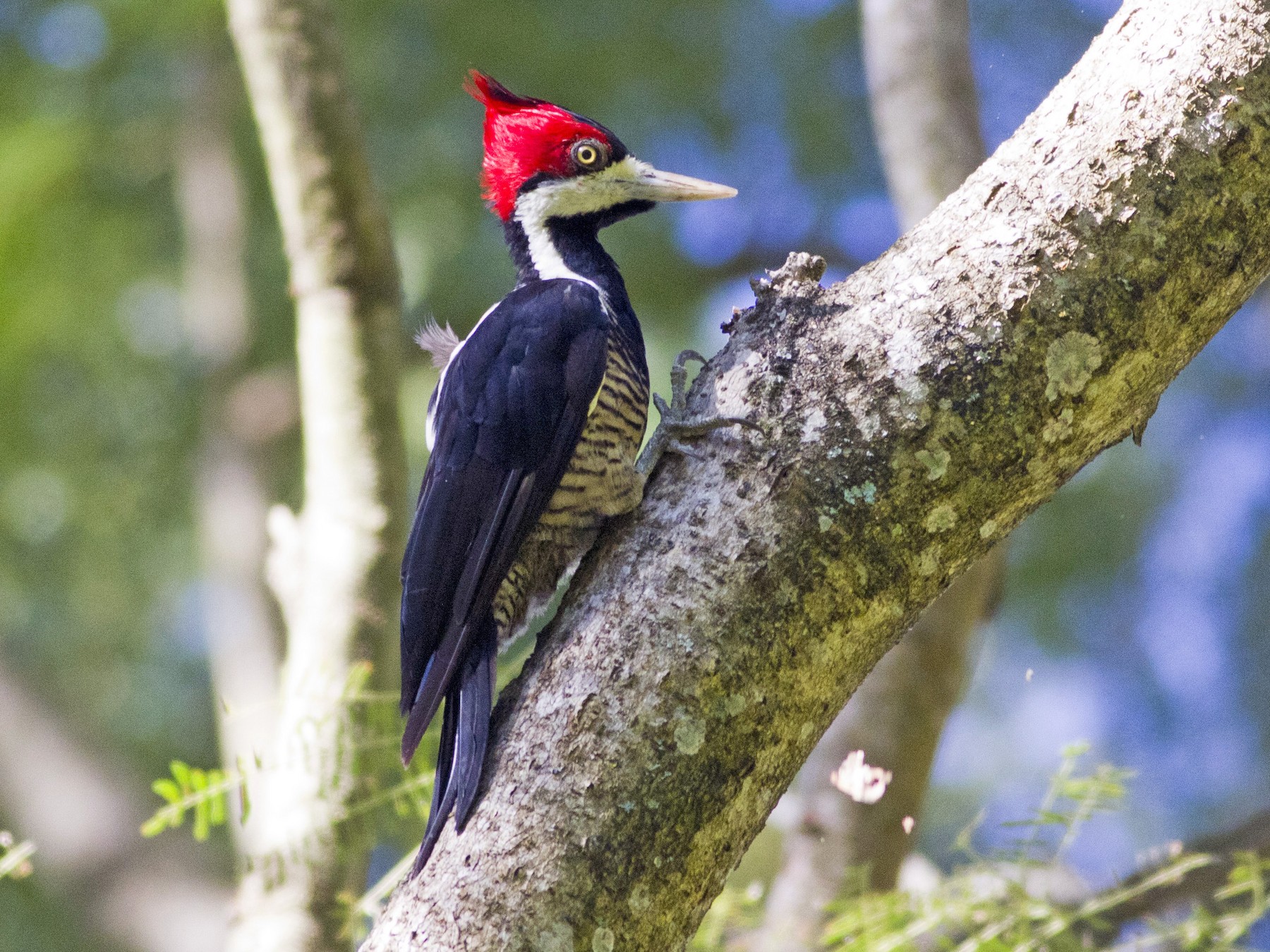 Crimson-crested Woodpecker - Glenn Seeholzer
