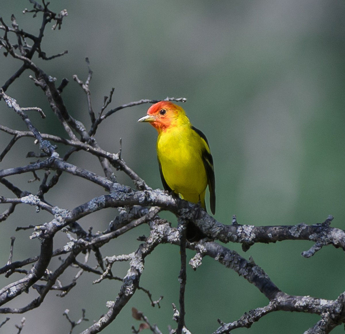 Western Tanager - ML568999691