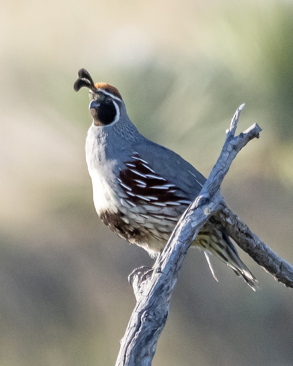 eBird Checklist - 7 May 2023 - SBR Nature Trial - 29 species