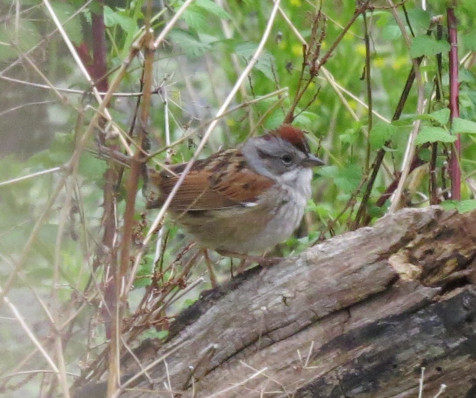 Swamp Sparrow - ML569002851