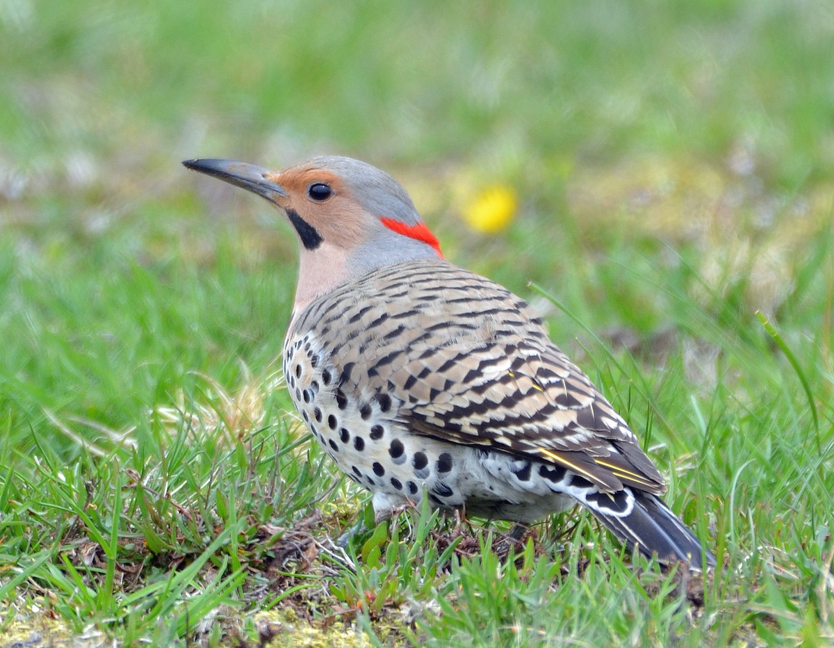 Northern Flicker (Yellow-shafted) - Michael J Good