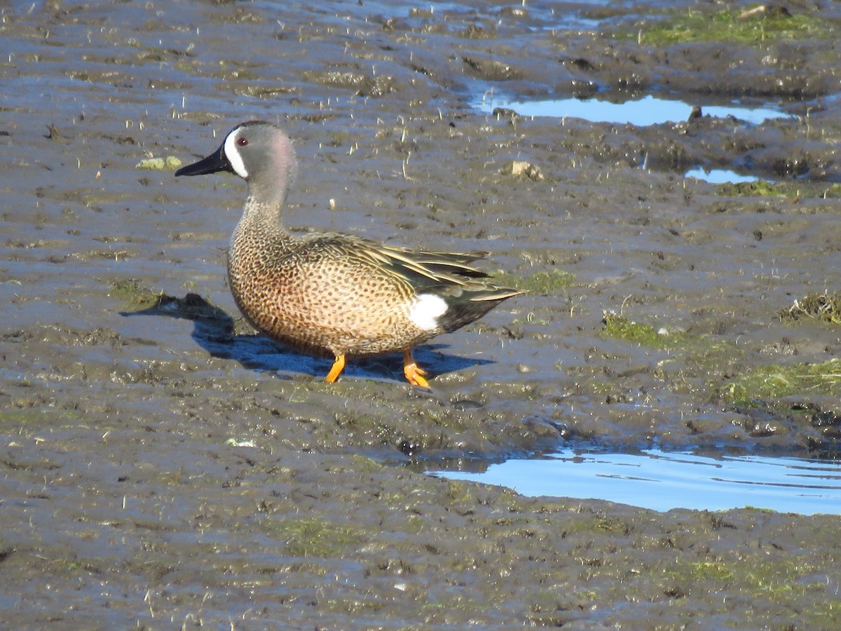 Blue-winged Teal - ML569004011