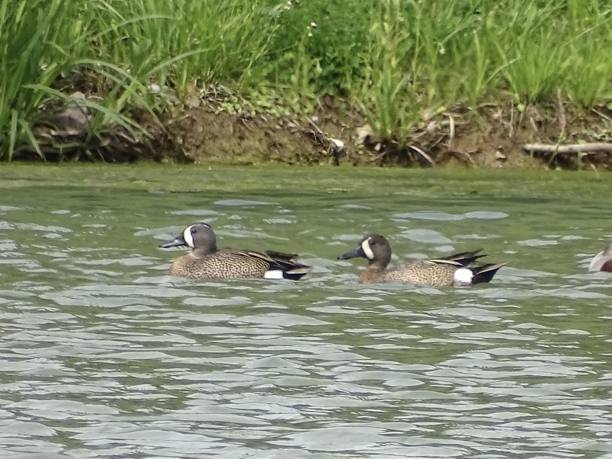 Blue-winged Teal - ML569004611