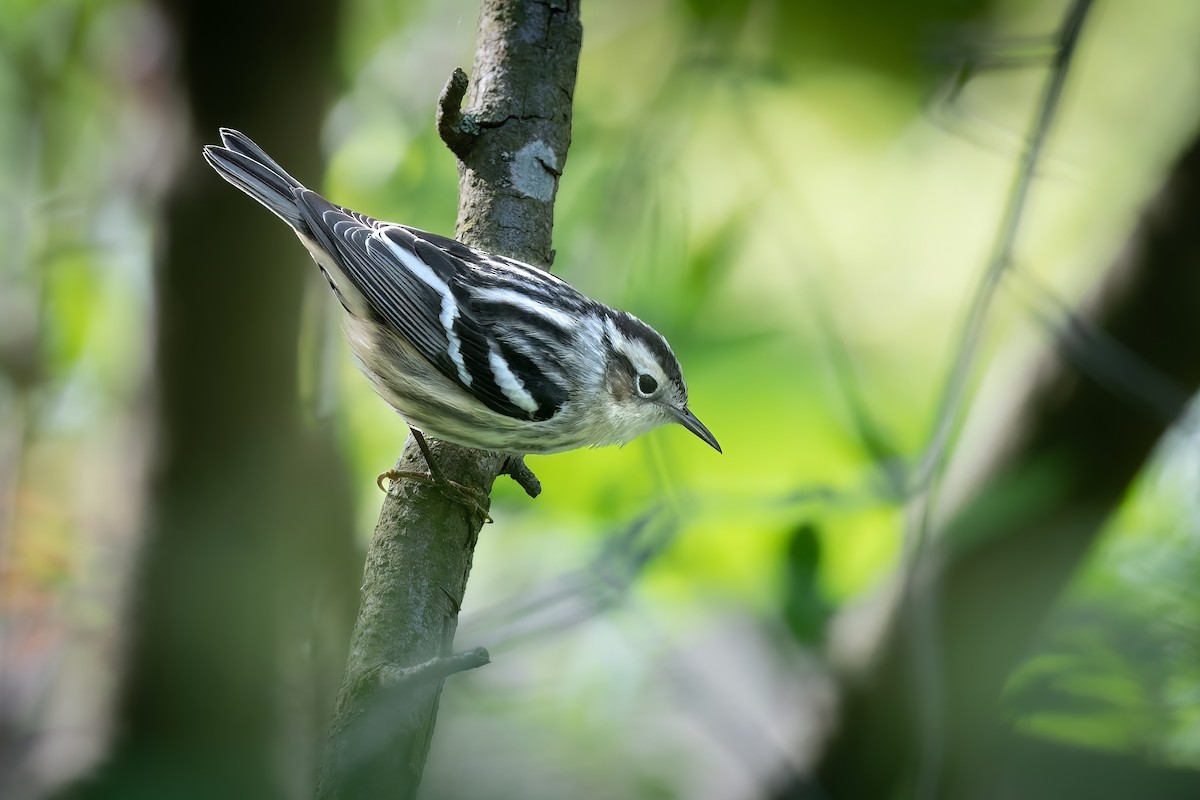 Black-and-white Warbler - ML569006201