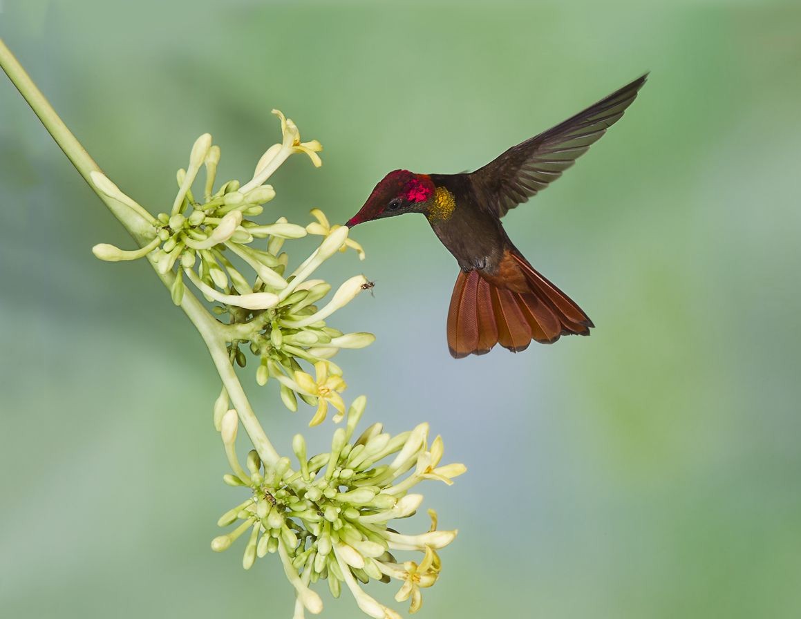 Ruby-topaz Hummingbird - Peter Hawrylyshyn