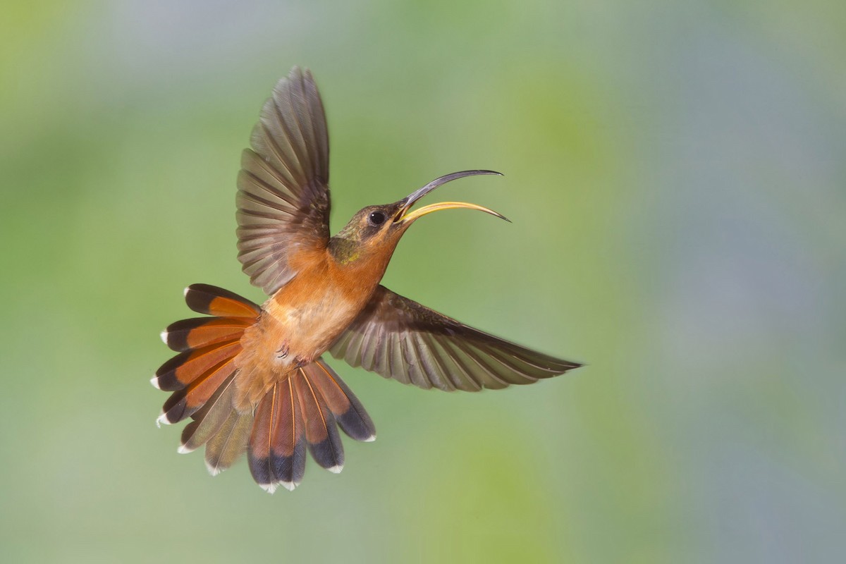 Краснохвостый колибри-отшельник - ML56900741