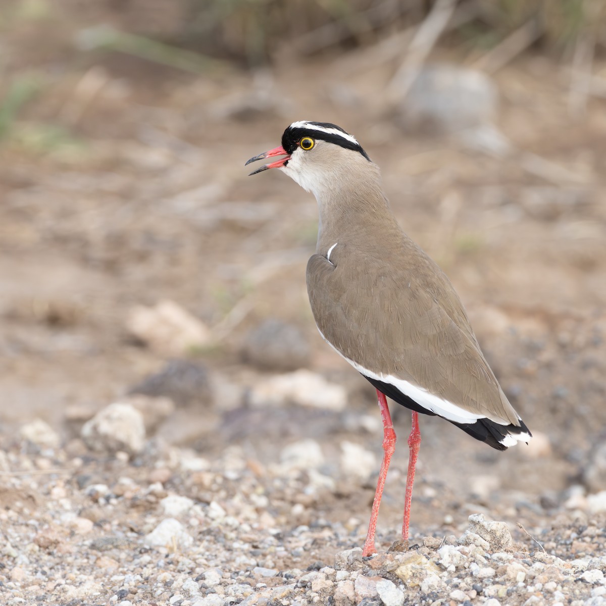 Crowned Lapwing - ML569007711