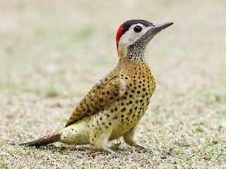  - Spot-breasted Woodpecker