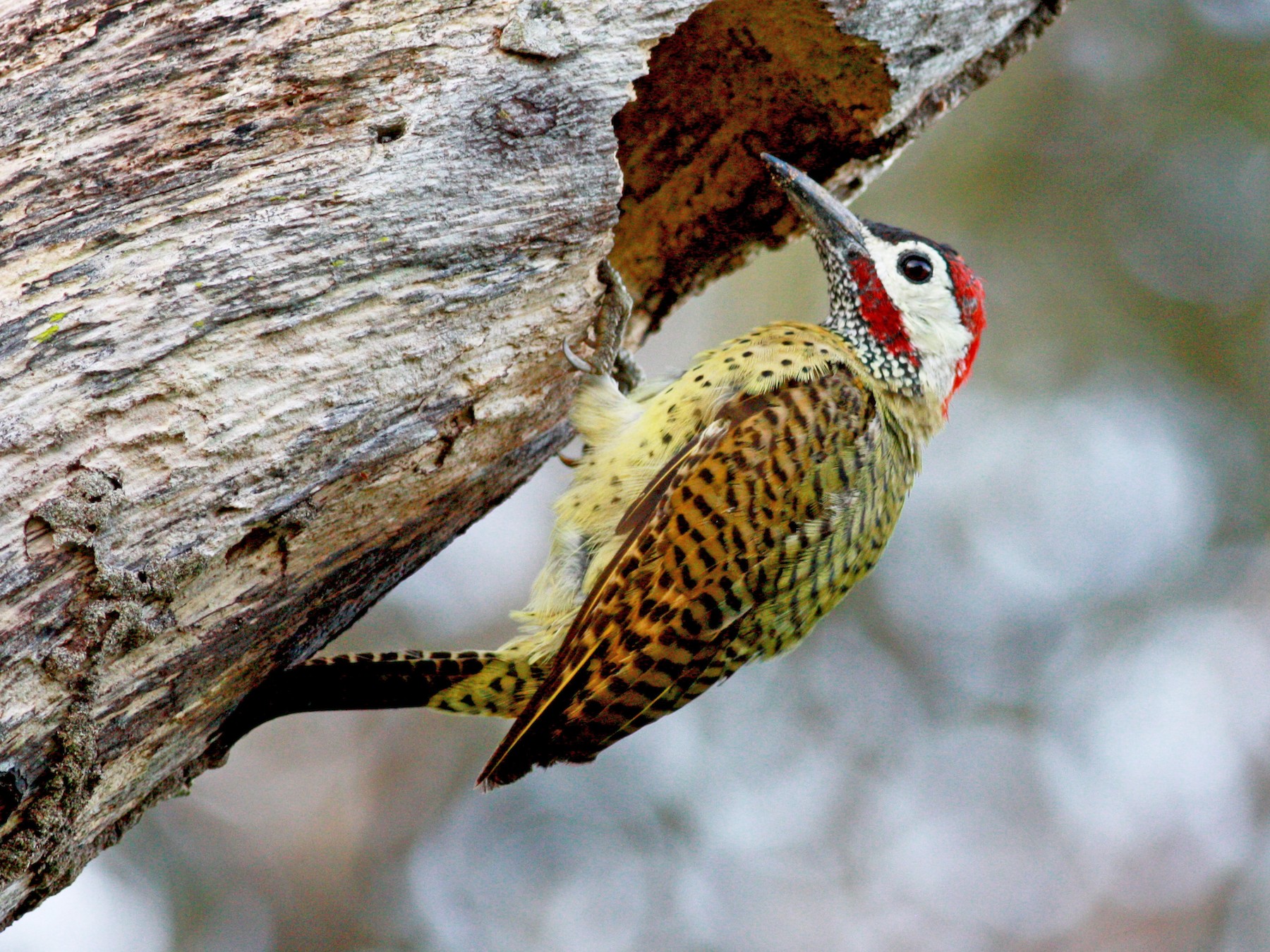 Spot-breasted Woodpecker - eBird