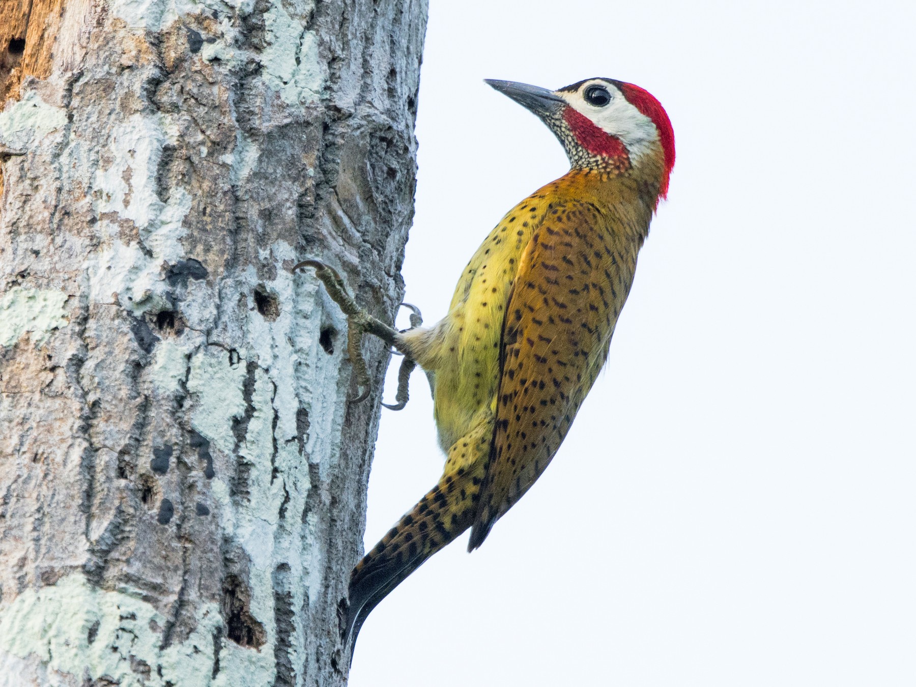 Spot-breasted Woodpecker - Rhys Marsh