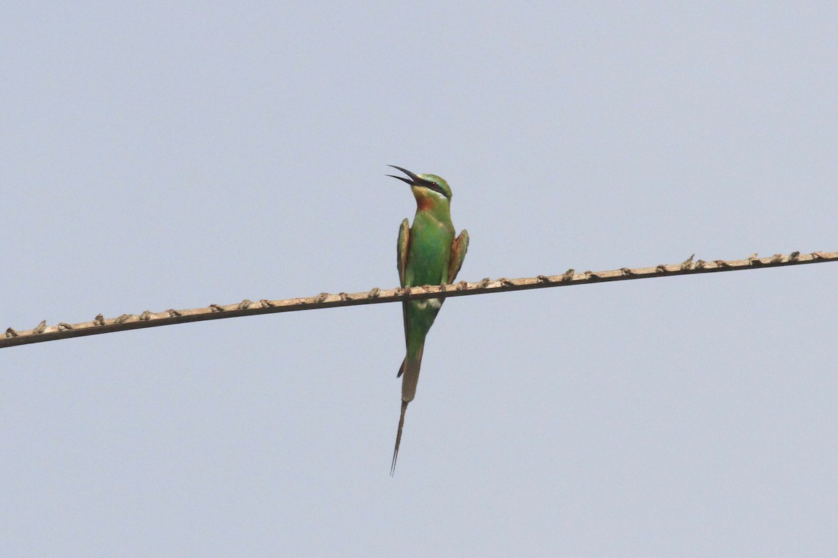 Blue-cheeked Bee-eater - Charles Davies