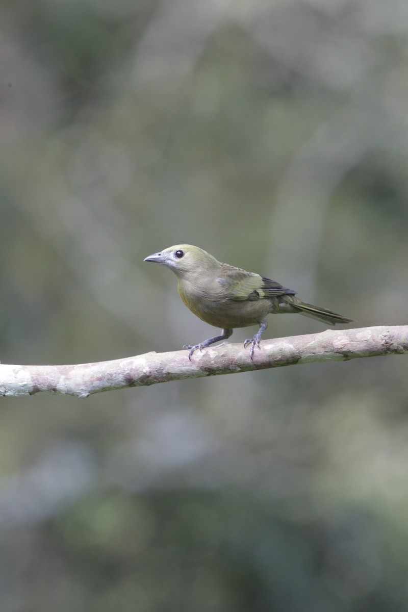 Palm Tanager - ML56901281