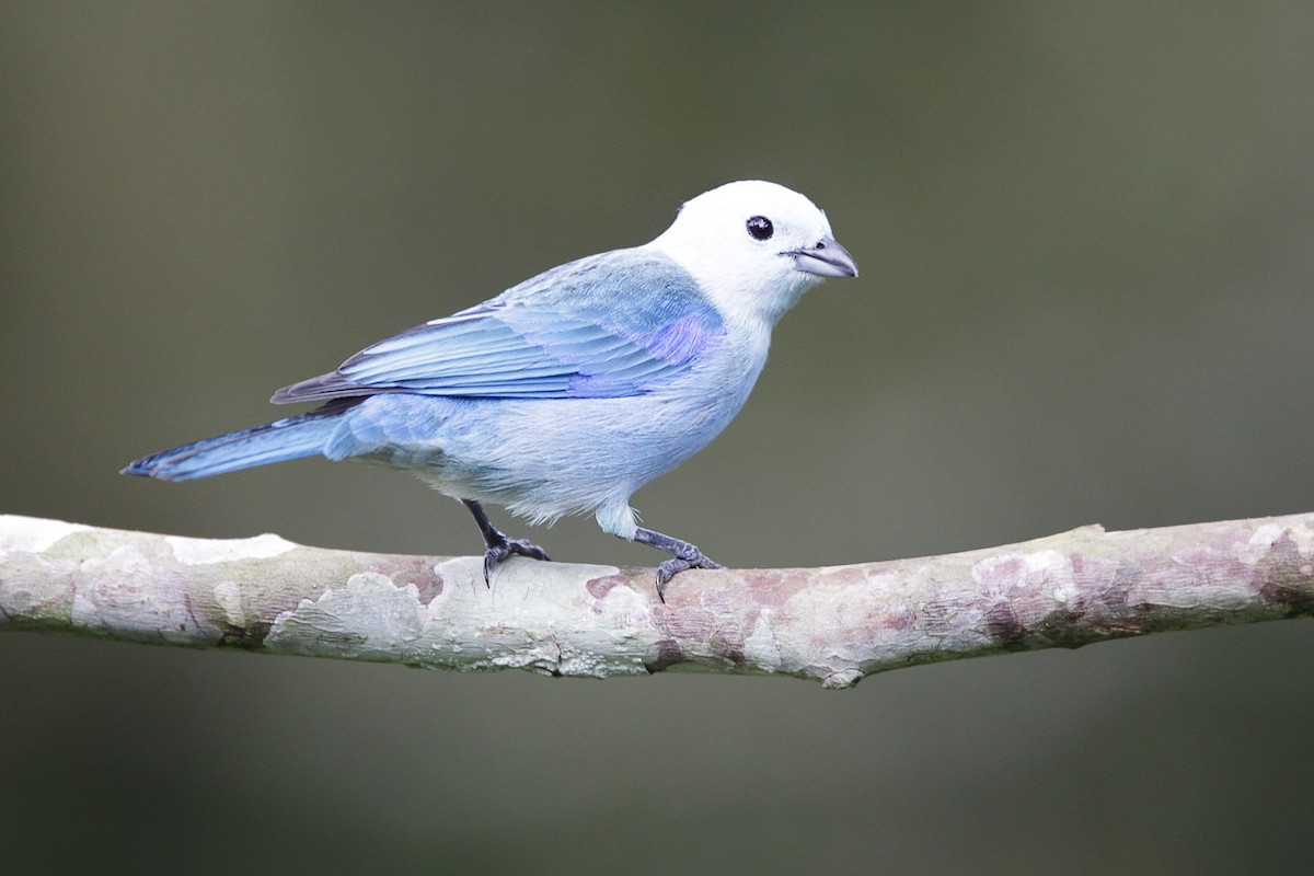 Blue-gray Tanager - ML56901301
