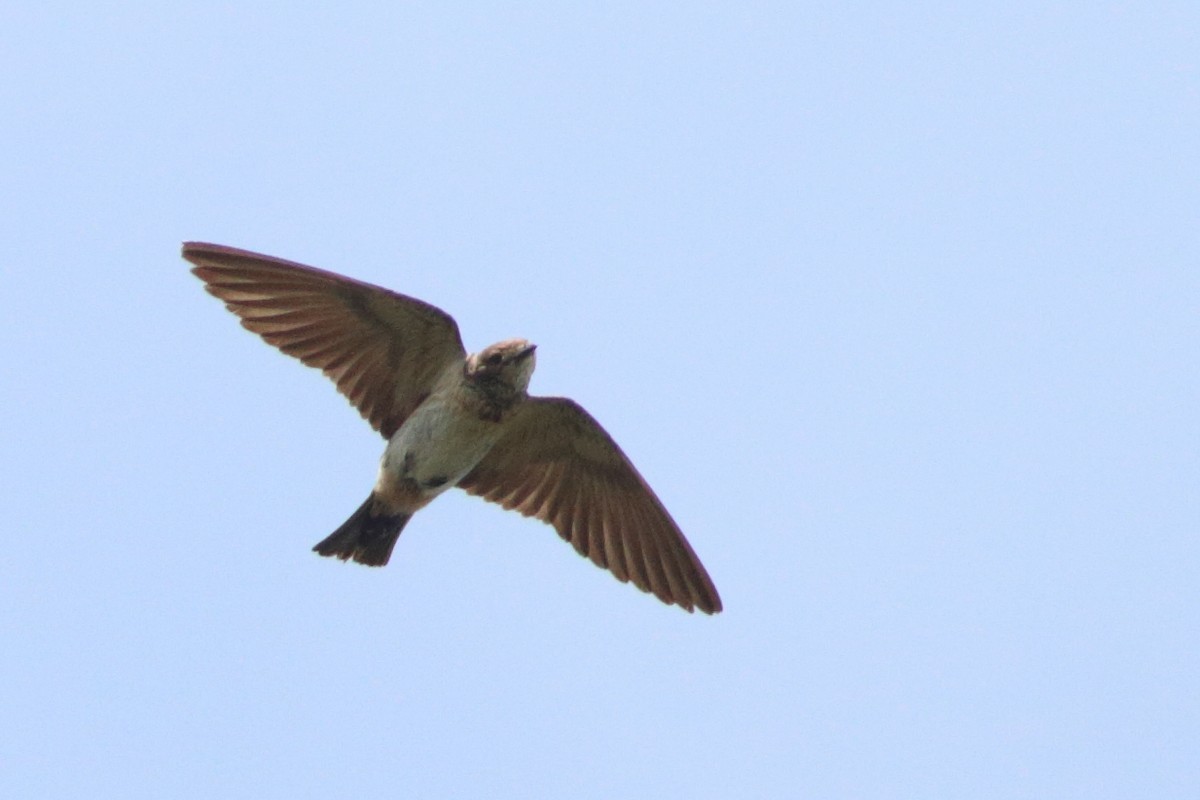 Red-throated Swallow - ML569014181