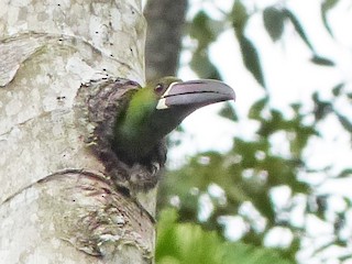  - Crimson-rumped Toucanet