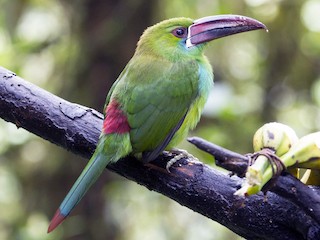  - Crimson-rumped Toucanet
