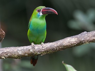  - Crimson-rumped Toucanet
