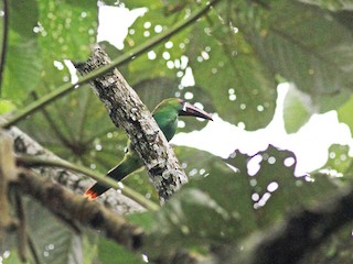  - Crimson-rumped Toucanet