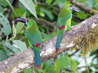  - Crimson-rumped Toucanet